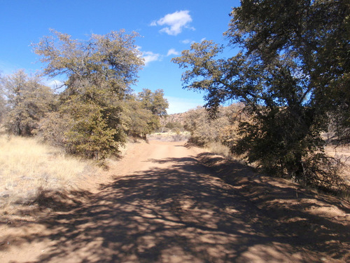 Scrub Forest at Edge of Sage Desert